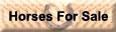 Horses For Sale